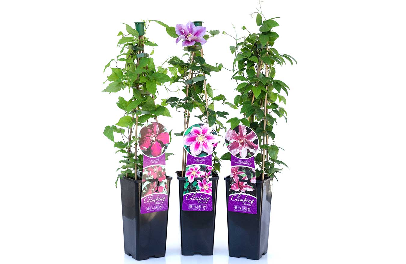 Clematis & Climber 2lt pot - 2ft Tripod