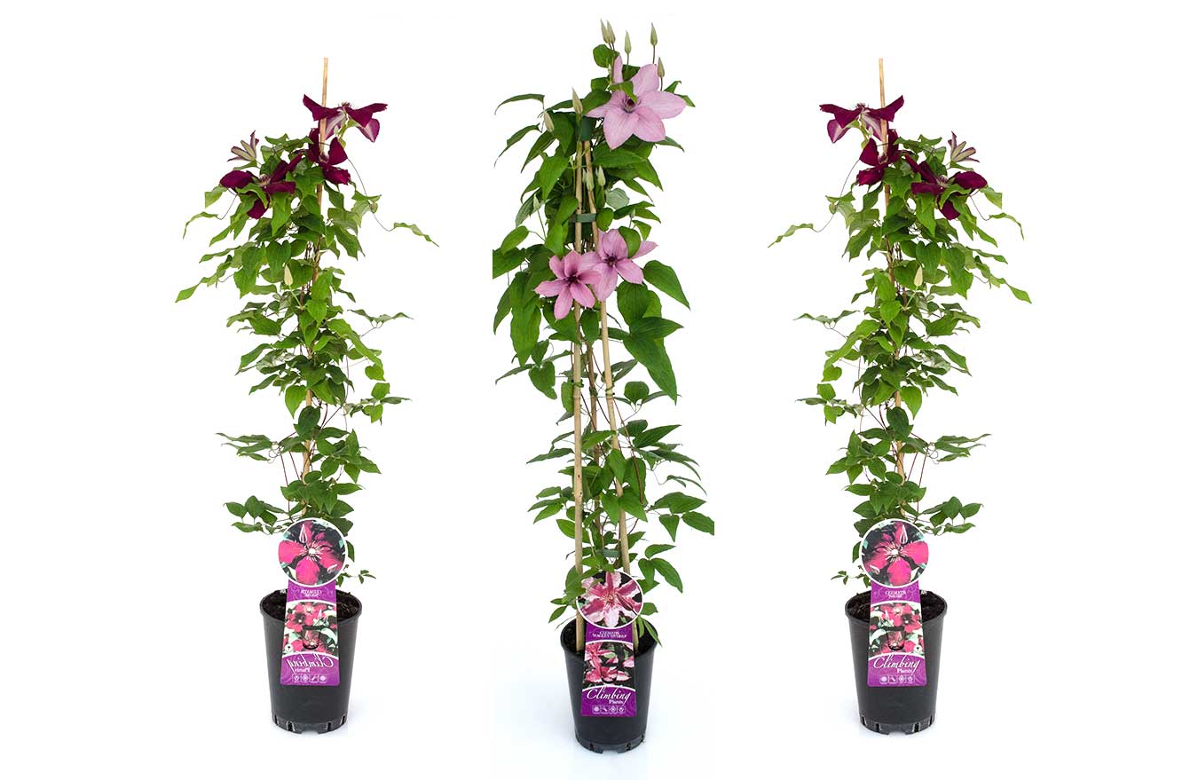 Clematis & Climber 2lt pot - 3ft cane