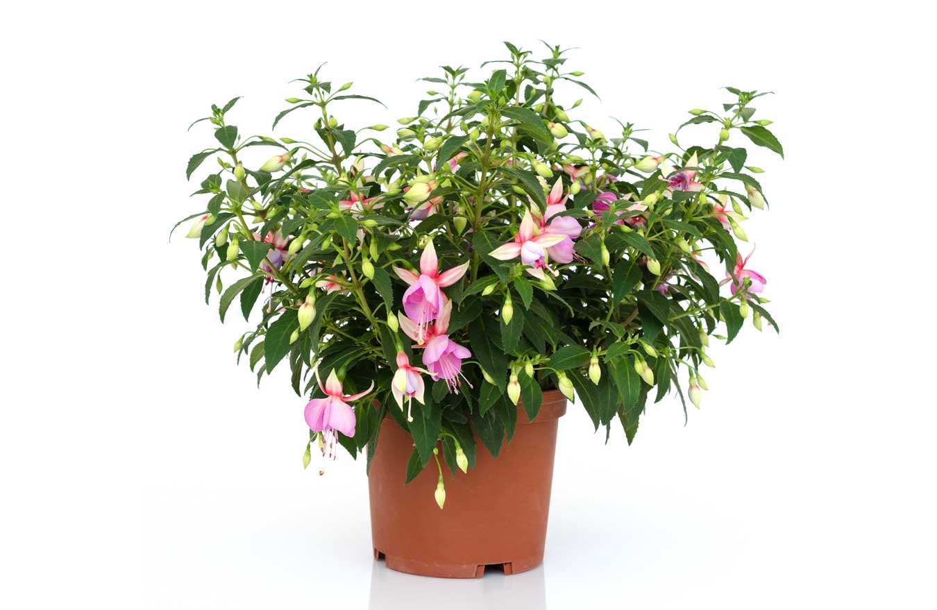 2lt Fuchsia