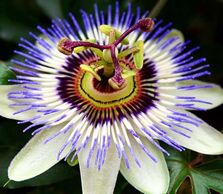 9cm sq Clematis/Climber (Tripod)