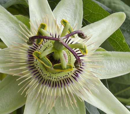 2lt Clematis/Climbers (2ft Tripod)